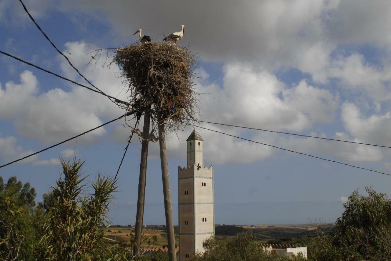 Hotel Darmimouna Asilah Exterior foto